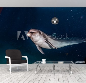 Picture of Dolphin swimming with divers in the Red Sea Eilat Israel